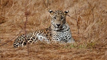 Sri Lankan safari